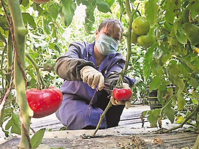 <p>　　工人在采摘亚蔬12号西红柿。</p>