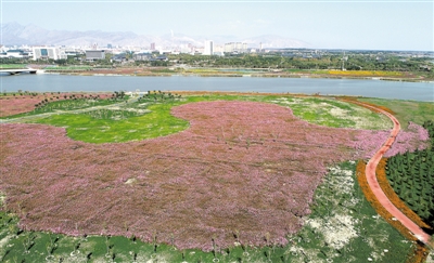 <p>　　石嘴山市大武口区星海湖畔，格桑花开。石嘴山市打造银川都市圈靓丽北翼，推动石嘴山由全区工业的“摇篮”向科技创新的“摇篮”转变、由工矿时代向生态时代转变。</p>