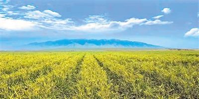 <p>　　扬黄灌区</p>