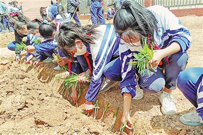 <p>　　近日，平罗县陶乐镇庙庙湖小学开展种植实践活动。今年以来，平罗县构建“劳动教育基地+校内劳动实践+家务劳动实践”模式，培养学生正确的劳动价值观和良好的劳动品质。本报记者　李良　摄</p>