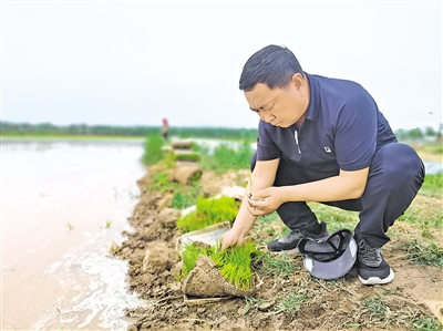 <p>　　　　赵建文查看稻秧情况。</p>