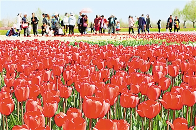     红色——银川花博园里盛开的郁金香红似火焰。宁夏把良好生态环境作为最普惠的民生福祉，还百姓绿水青山，不断满足人民日益增长的优美生态环境需要。                 本报记者 马楠 摄