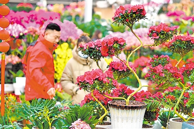     银川市民选购年宵花，寄托对美好生活新愿景。
    本报记者 马楠 王洋 摄