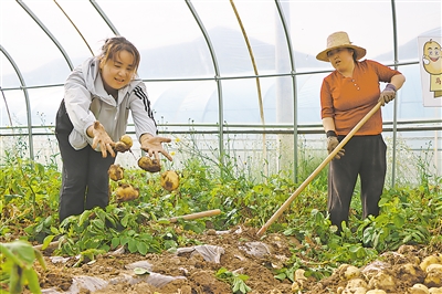     农民收获早熟马铃薯。