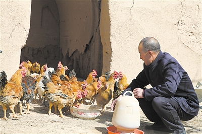 <p>　　寂静的小院内，锁成贵拌好饲料给鸡喂食。</p>