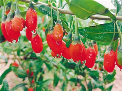 <p>　　6月26日下午，雨后的枸杞鲜艳欲滴。在荒滩上成长的玺赞万亩生态枸杞庄园，持续改善生态，助力当地农民增收。</p>