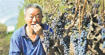 <p>　　李华和他钟爱的酿酒葡萄。</p>