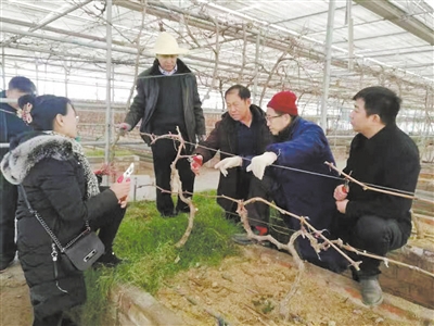 <p>　　马文礼（左二）和王世平（右二）在根域限制高效栽培技术研究示范基地查看果树长势。</p><p>　　（图片由被采访单位提供）　　</p>