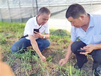 <p>　　食用菌研究员陈为平（右）在讲解赤松茸种植知识。</p><p>　　（图片由受访者提供）</p>
