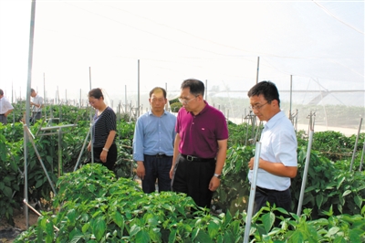 <p>　　中国工程院院士邹学校（右二）正在大棚查看育种情况。</p><p>　　（图片由受访者提供）</p>