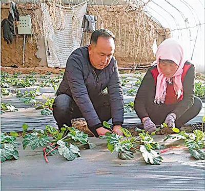 <p>　　王陕福（左）指导农民种植温棚蔬菜。</p>