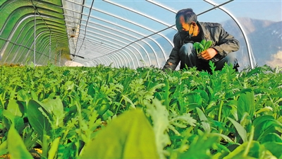<p>　　村民方建奎在蔬菜大棚里打理油菜和茼蒿。</p>