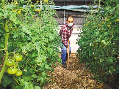 <p>　　王长军在温棚里锄草。</p>