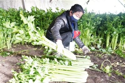 <p>　　马燕在收割芹菜。</p>