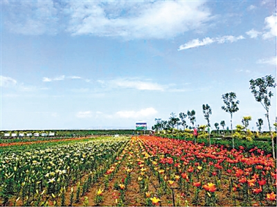 <p>　　固原市四个一林草产业示范项目。　　　　　　　　　　　　　　　　　　　　　　　　　　　　　　　　　　　　　　　　　　　　　　　　　　　　　　（图片由宁苗生态提供）</p>
